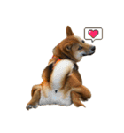 柴犬つくねのきもち（個別スタンプ：18）