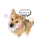 柴犬つくねのきもち（個別スタンプ：19）