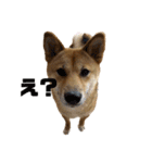 柴犬つくねのきもち（個別スタンプ：20）