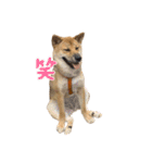 柴犬つくねのきもち（個別スタンプ：21）