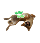 柴犬つくねのきもち（個別スタンプ：23）