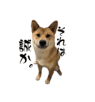 柴犬つくねのきもち（個別スタンプ：24）