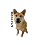 柴犬つくねのきもち（個別スタンプ：25）