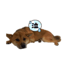 柴犬つくねのきもち（個別スタンプ：26）