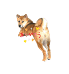 柴犬つくねのきもち（個別スタンプ：30）