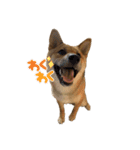柴犬つくねのきもち（個別スタンプ：31）