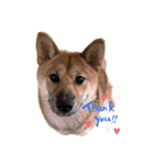 柴犬つくねのきもち（個別スタンプ：32）
