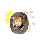 ★レオスタンプ★（個別スタンプ：5）