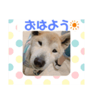 ★レオスタンプ★（個別スタンプ：8）