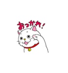 眼力強めのしろねこ（個別スタンプ：7）