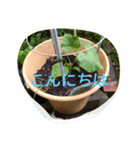 月山線スタンプ句順号ハハノヒ胡瓜ni（個別スタンプ：7）