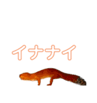 母さんちのレオパ（個別スタンプ：7）
