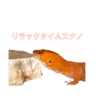 母さんちのレオパ（個別スタンプ：16）