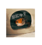 母さんちのレオパ（個別スタンプ：21）