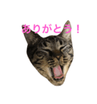 俺達のミミちゃん（個別スタンプ：1）