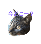 俺達のミミちゃん（個別スタンプ：3）