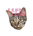 俺達のミミちゃん（個別スタンプ：7）