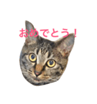 俺達のミミちゃん（個別スタンプ：11）