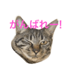 俺達のミミちゃん（個別スタンプ：17）