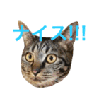 俺達のミミちゃん（個別スタンプ：28）