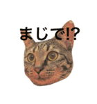 俺達のミミちゃん（個別スタンプ：31）
