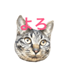 俺達のミミちゃん（個別スタンプ：33）