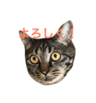 俺達のミミちゃん（個別スタンプ：34）