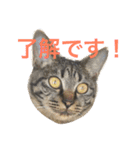 俺達のミミちゃん（個別スタンプ：36）