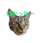 俺達のミミちゃん（個別スタンプ：37）