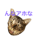 俺達のミミちゃん（個別スタンプ：38）