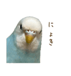 三匹のセキセイインコスタンプ（個別スタンプ：2）