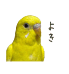 三匹のセキセイインコスタンプ（個別スタンプ：4）