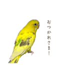 三匹のセキセイインコスタンプ（個別スタンプ：13）