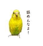 三匹のセキセイインコスタンプ（個別スタンプ：14）