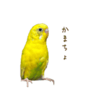 三匹のセキセイインコスタンプ（個別スタンプ：17）