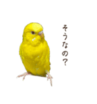 三匹のセキセイインコスタンプ（個別スタンプ：21）