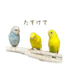 三匹のセキセイインコスタンプ（個別スタンプ：22）