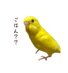 三匹のセキセイインコスタンプ（個別スタンプ：23）