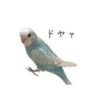 三匹のセキセイインコスタンプ（個別スタンプ：32）