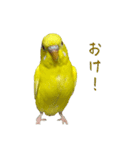 三匹のセキセイインコスタンプ（個別スタンプ：34）