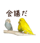 三匹のセキセイインコスタンプ（個別スタンプ：38）