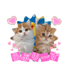 ねこまーち うに＆いくら ラブリーズ（個別スタンプ：1）