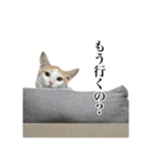 うめとびわのスタンプ（個別スタンプ：3）