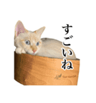 うめとびわのスタンプ（個別スタンプ：6）