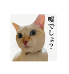 うめとびわのスタンプ（個別スタンプ：7）