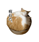 うめとびわのスタンプ（個別スタンプ：8）