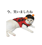 うめとびわのスタンプ（個別スタンプ：9）