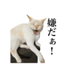 うめとびわのスタンプ（個別スタンプ：13）