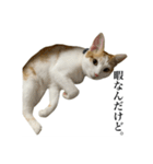 うめとびわのスタンプ（個別スタンプ：19）