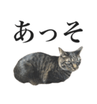 キジ猫だよミミちゃんは（個別スタンプ：1）